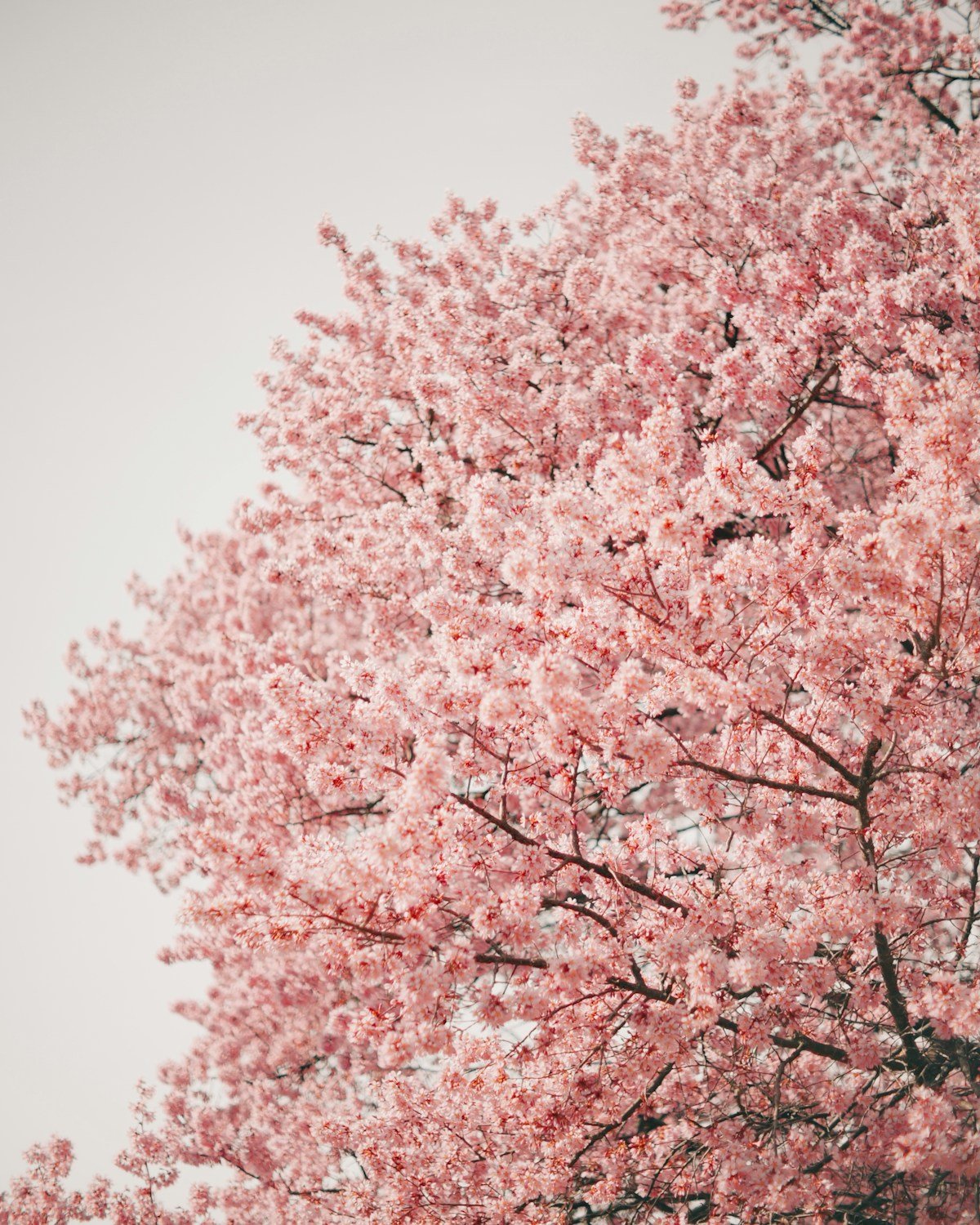 Cherry Blossom Tree