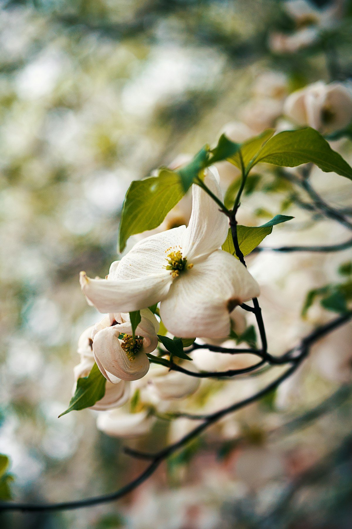 Dogwood Tree