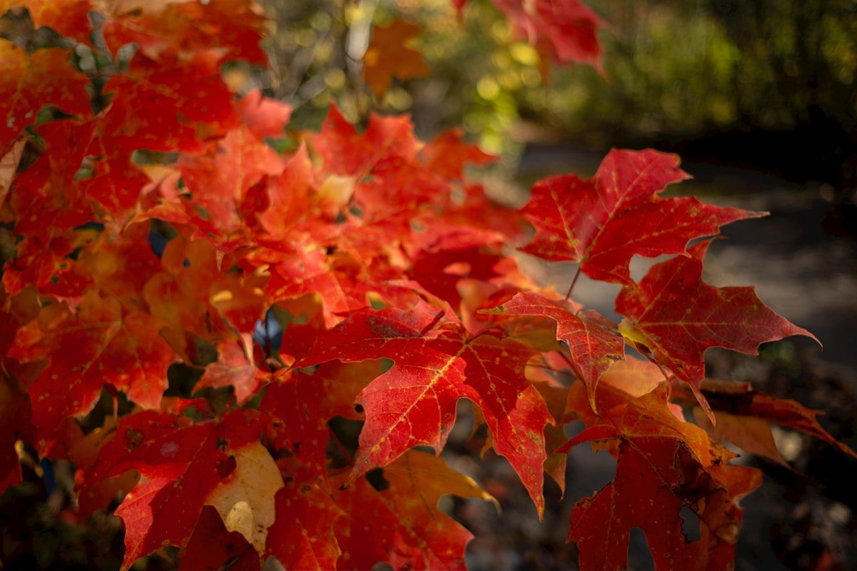 Maple Tree
