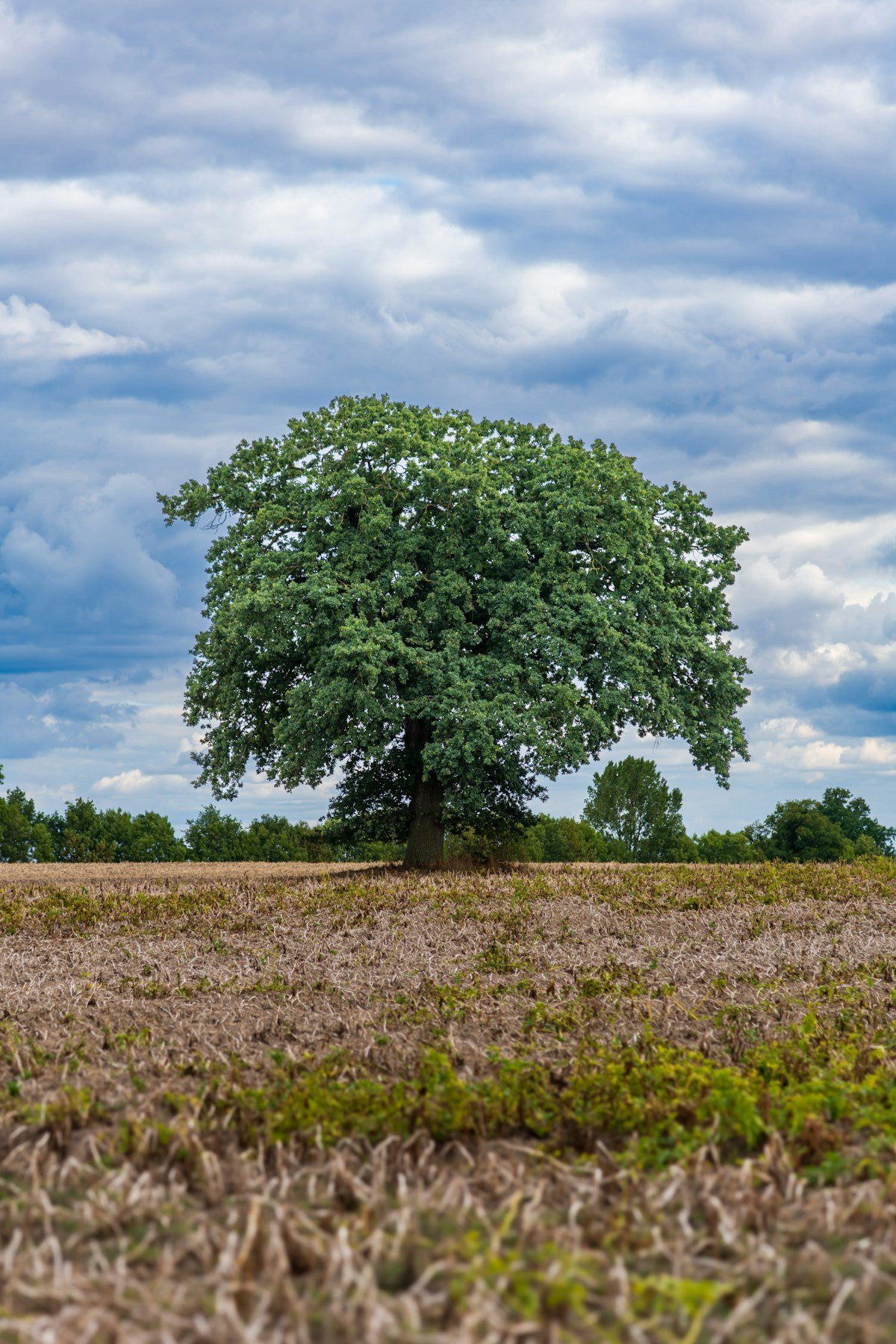 Oak Tree