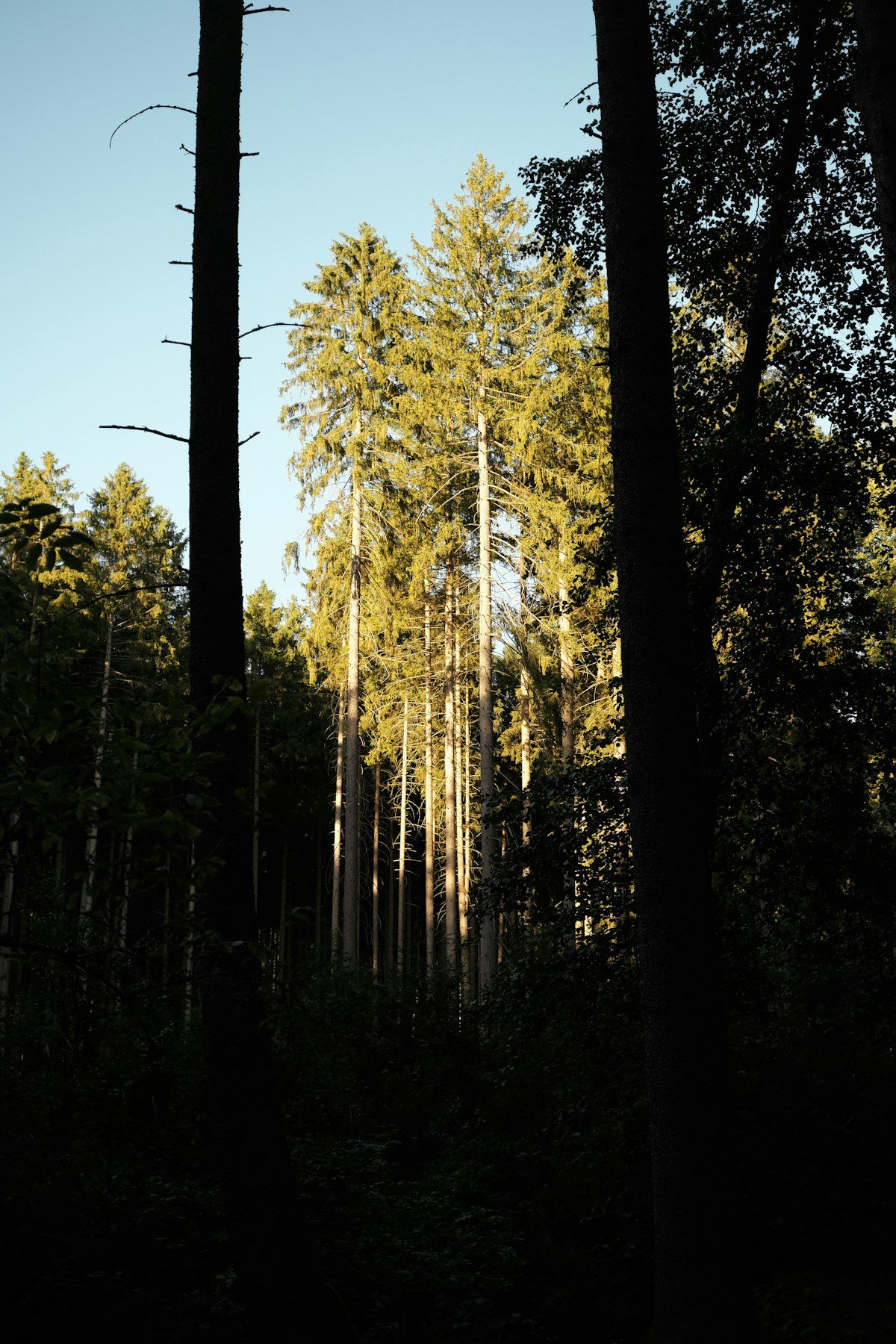 Pine Tree