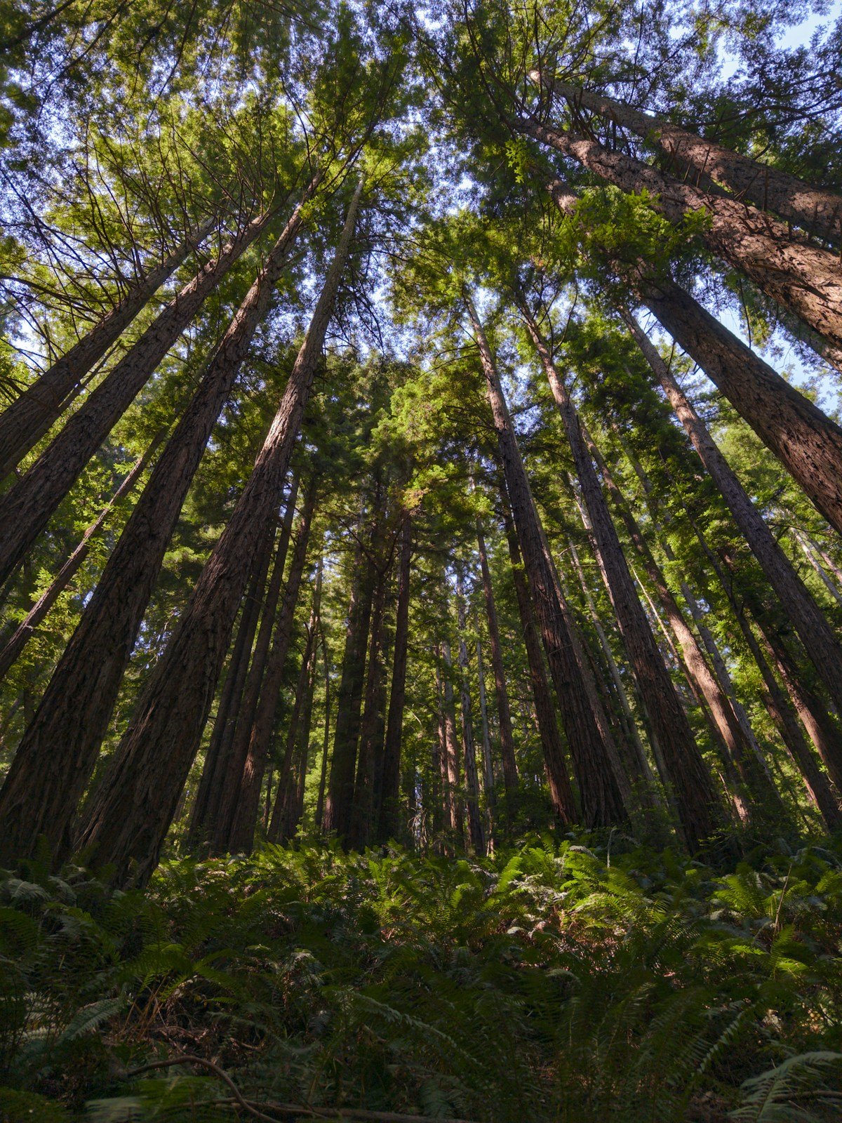 Redwood Tree